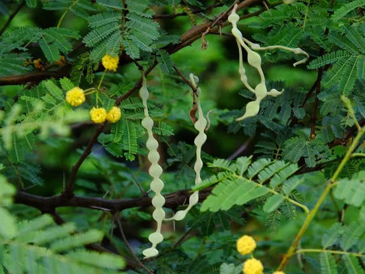 Acacia nilotica (Gum Arabic Tree)