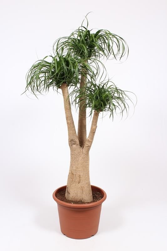 Beaucarnea recurvata (Ponytail Palm)