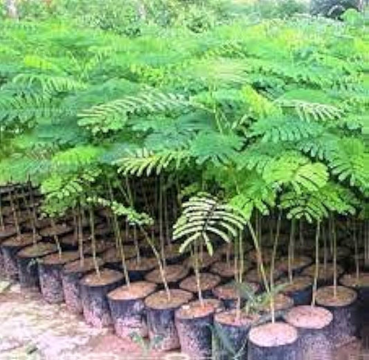 Delonix regia (Gulmohar)