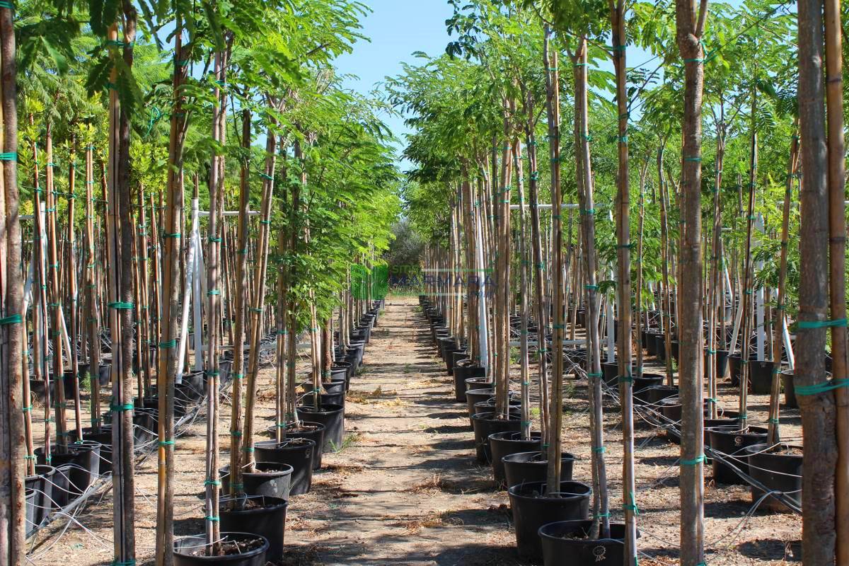 Albizia lebbeck (Siris Tree)