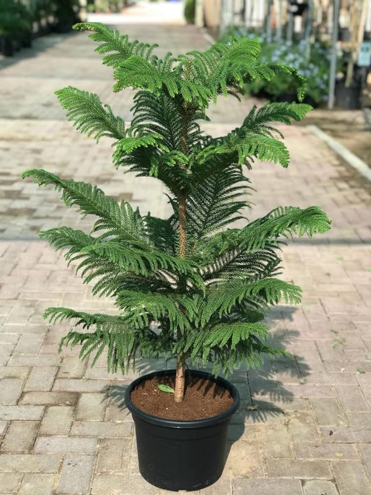 Araucaria heterophylla (Norfolk Island Pine)