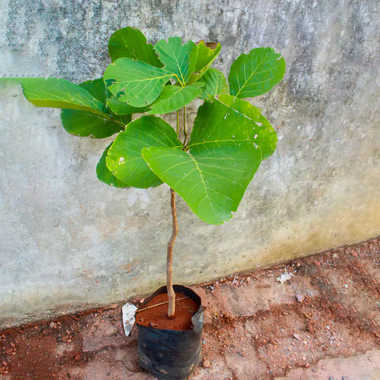 Butea monosperma (Flame of the Forest)