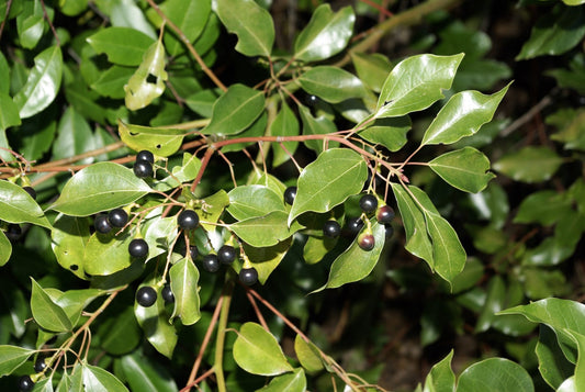 Cinnamomum camphora (Camphor Tree)