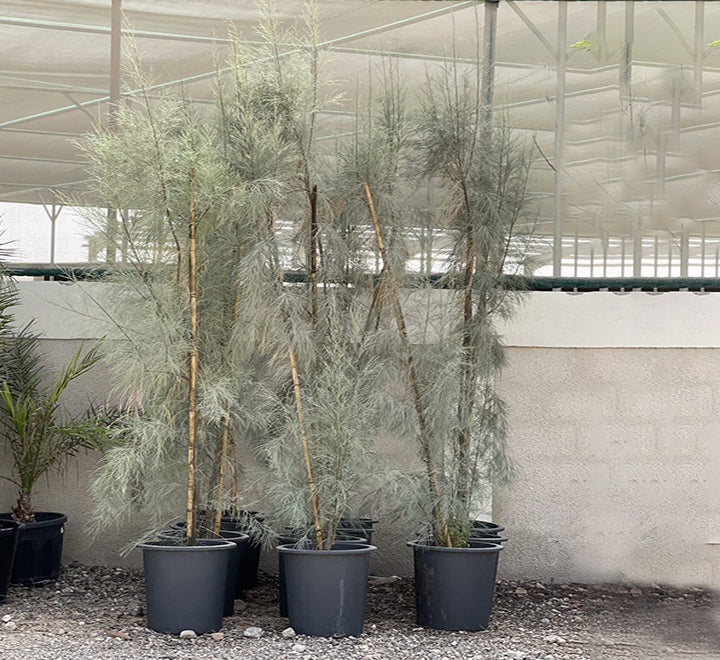 Casuarina equisetifolia (Australian Pine)