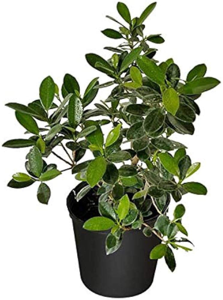 Ficus microcarpa (Chinese Banyan)