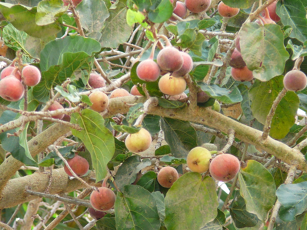 Ficus sycomorus (Sycamore Fig)