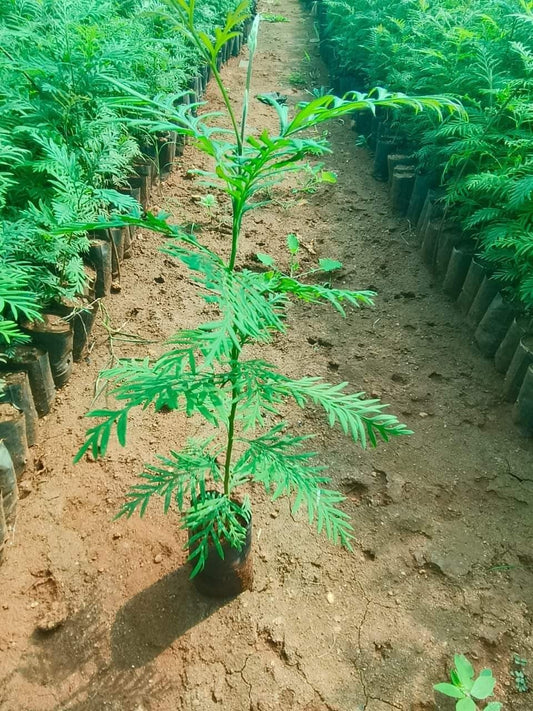 Grevillea robusta (Silver Oak)