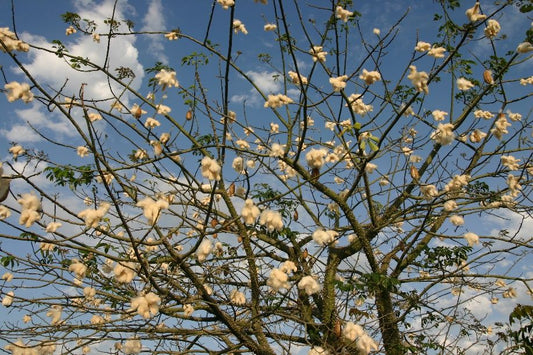 Ceiba insignis (White Silk Floss Tree)