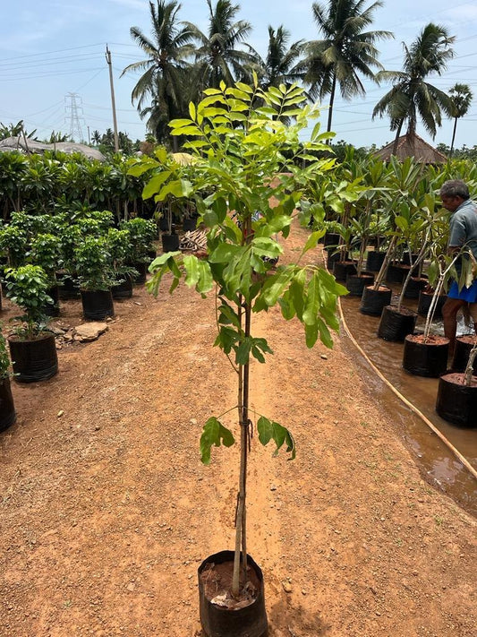 Khaya senegalensis (African Mahogany)