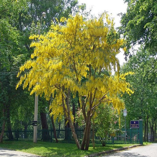 Laburnum anagyroides (Golden Chain Tree)