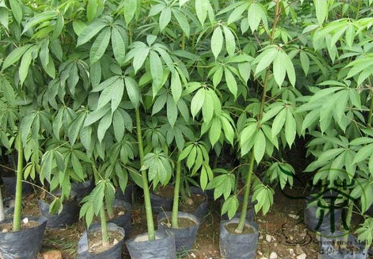 Bombax ceiba (Red Silk Cotton Tree)