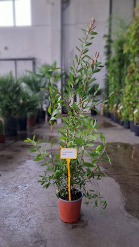 Callistemon citrinus (Bottlebrush Tree)