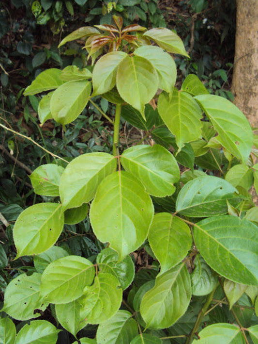 Bischofia javanica (Bischofia Tree)