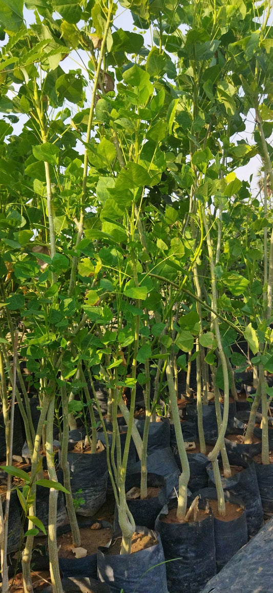 Erythrina variegata (Indian Coral Tree)